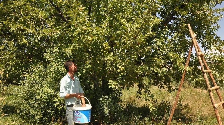 Muş&rsquo;ta Elma Hasadı Başladı