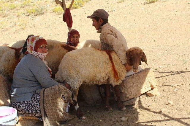 Küçükbaş Hayvan Yetiştiricilerine Süt Kovası Dağıtıldı