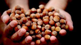 Fındık Harmana İndi, Rekolte Ve Fiyat Tartışmaları Başladı