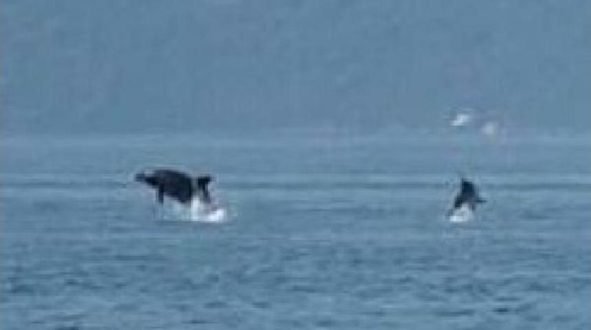 Marmaris'te Tatilciler Yunusları G&ouml;r&uuml;nt&uuml;ledi