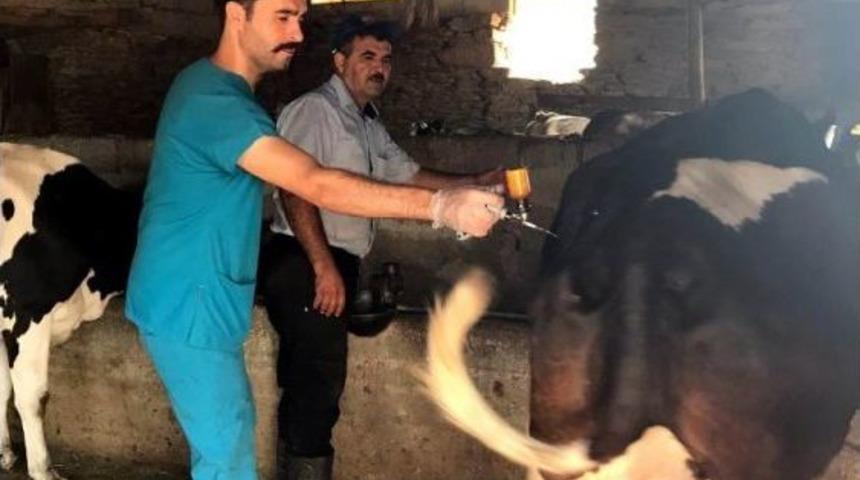 Şap Hastalığından Ari Hale Geliyor