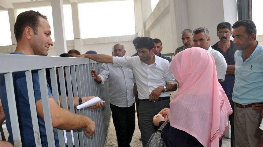 Midyatlı Gen&ccedil; &Ccedil;ift&ccedil;ilere 66 B&uuml;y&uuml;kbaş Hayvan Dağıtıldı