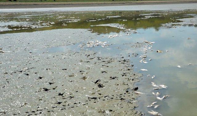 Tekirdağ’da Gölet Kurudu, Balıklar Telef Oldu