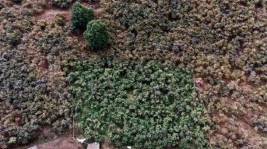 Fındık Bah&ccedil;elerinde Damla Sulama Farkı