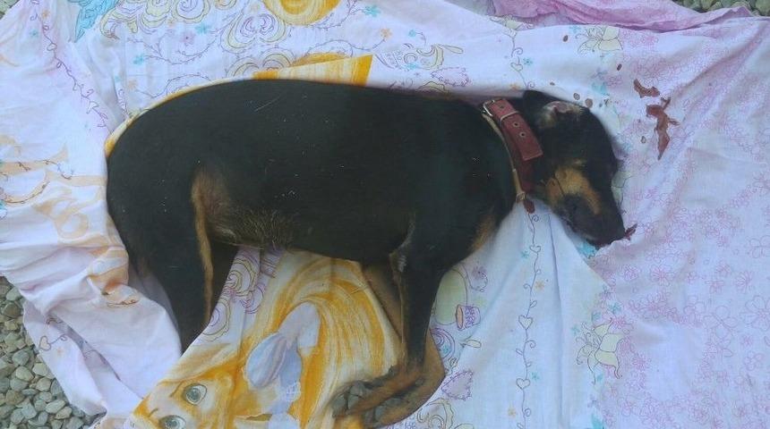 Milas&rsquo;ta Kedi Ve K&ouml;pekleri Katlettiler