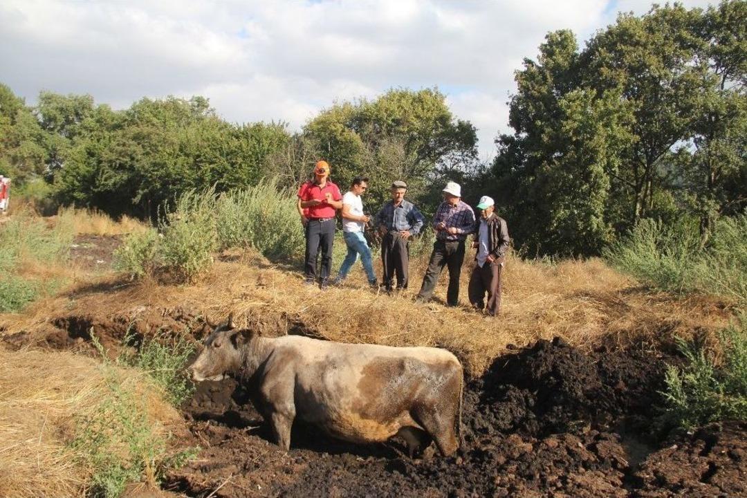 G&uuml;breye Batan İneği İtfaiye Kurtardı