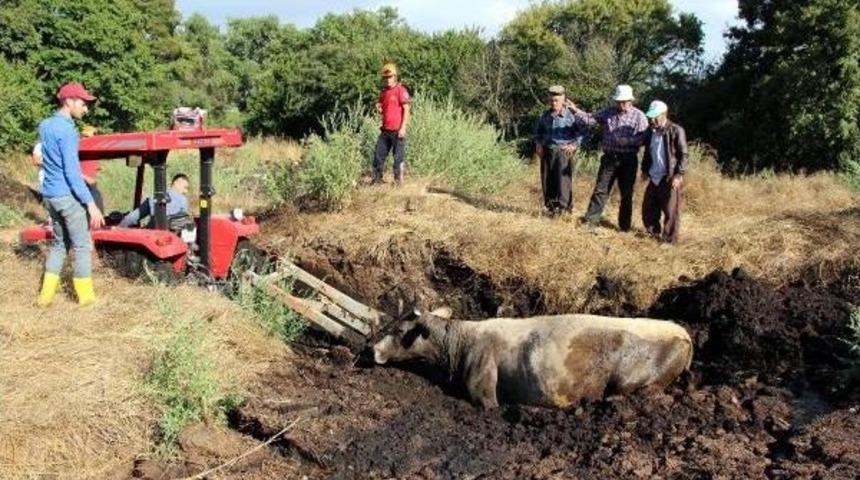 G&uuml;breye Saplanan Ineği Itfaiye Ve K&ouml;yl&uuml;ler Kurtardı