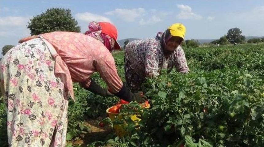 Domates &Uuml;reticisi Zor Durumda