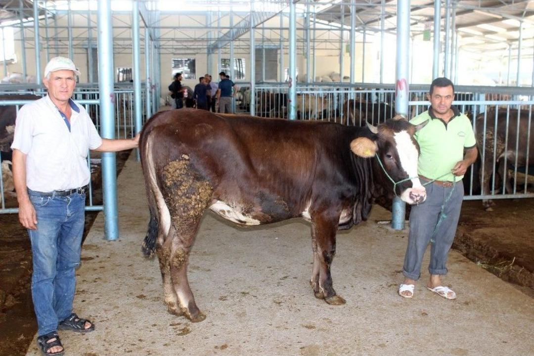 Denizli Hayvan Pazarı&rsquo;nda 60 Bin B&uuml;y&uuml;k Ve K&uuml;&ccedil;&uuml;kbaş Hayvan Satılacak