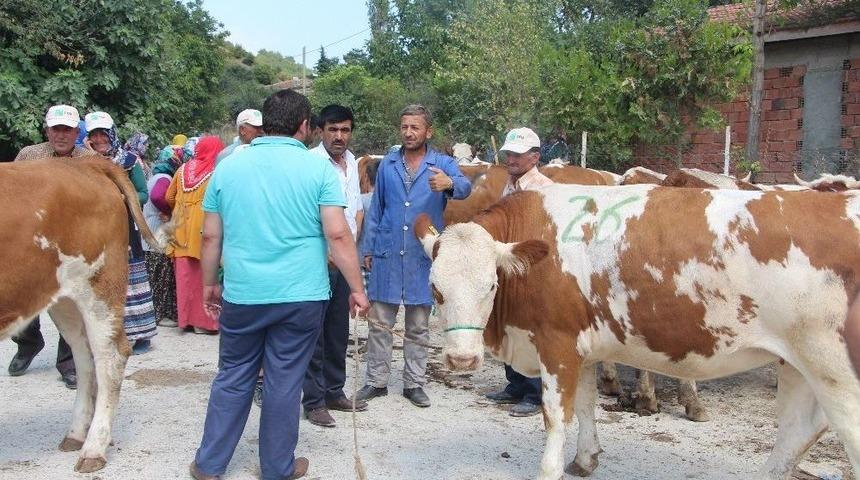 Ork&ouml;y&rsquo;den Simental Dopingi