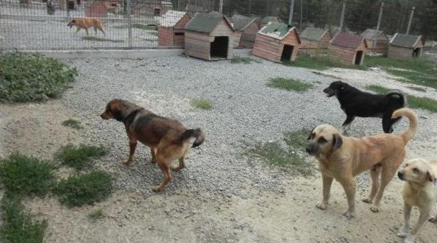 Sokak K&ouml;peklerine Klasik M&uuml;zik