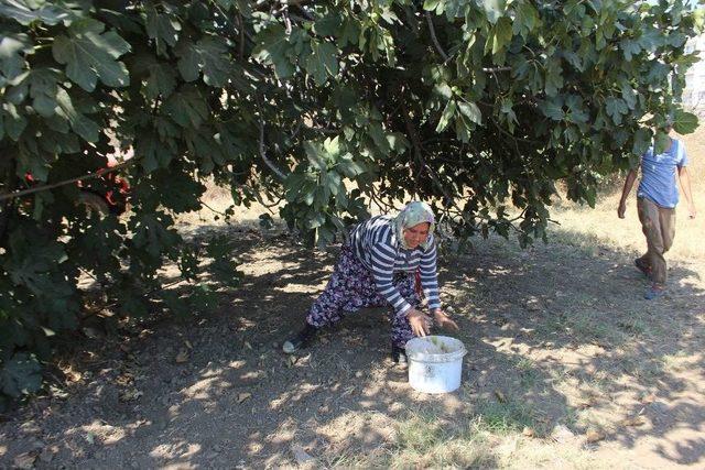 Aydın’da İncir Hasadı Başladı