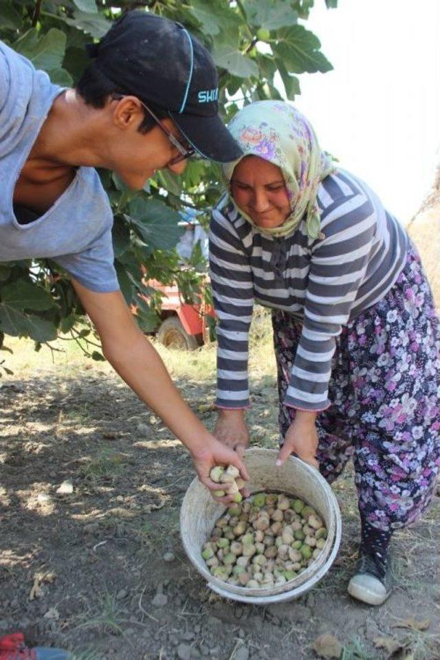 Aydın’da İncir Hasadı Başladı