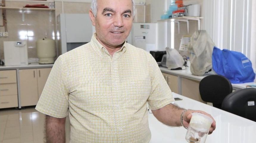 Prof. Dr. Abdullah İnci, "sarı &Ouml;r&uuml;mcekler Zararsızdır"