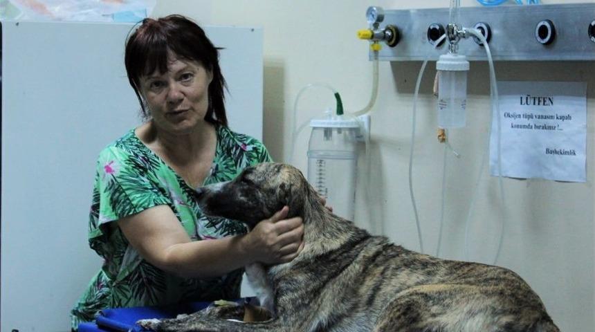 (&ouml;zel Haber) Zehirlenen K&ouml;peği Taksi İle Hastaneye Yetiştirdi