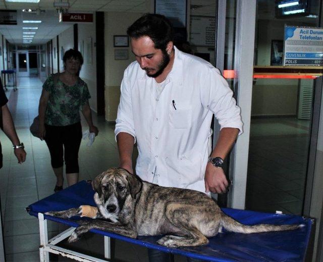 (özel Haber) Zehirlenen Köpeği Taksi İle Hastaneye Yetiştirdi