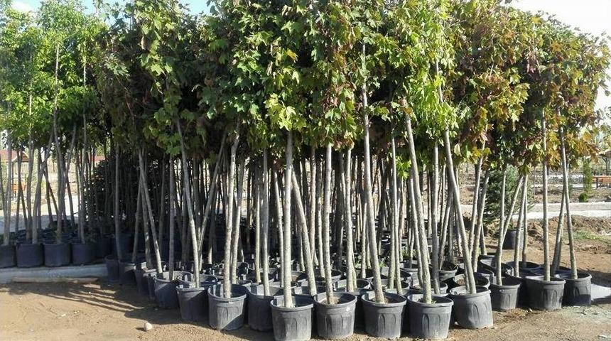 Sungurlu’da 7 Bin 500 Fidan Toprakla Buluştu