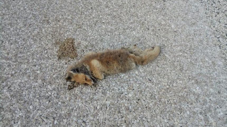 Aracın &Ccedil;arptığı Yavru Tilki Telef Oldu