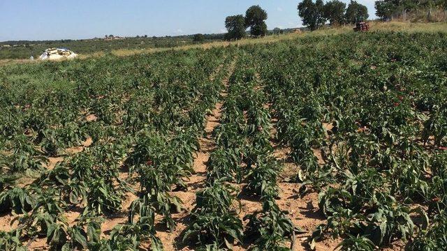 Kırklareli’de Ekinezya Hasadı