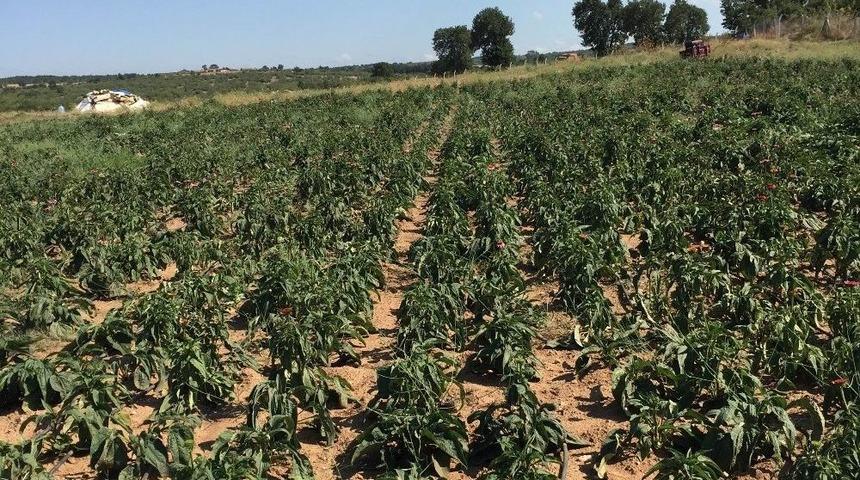 Kırklareli&rsquo;de Ekinezya Hasadı