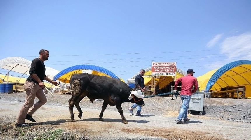 Yenimahalle’de Kurban Bayramı Telaşı Başladı
