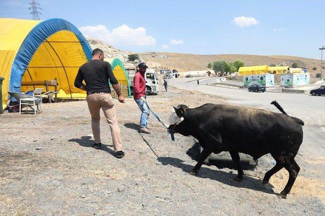 Yenimahalle’de Kurban Bayramı Telaşı Başladı