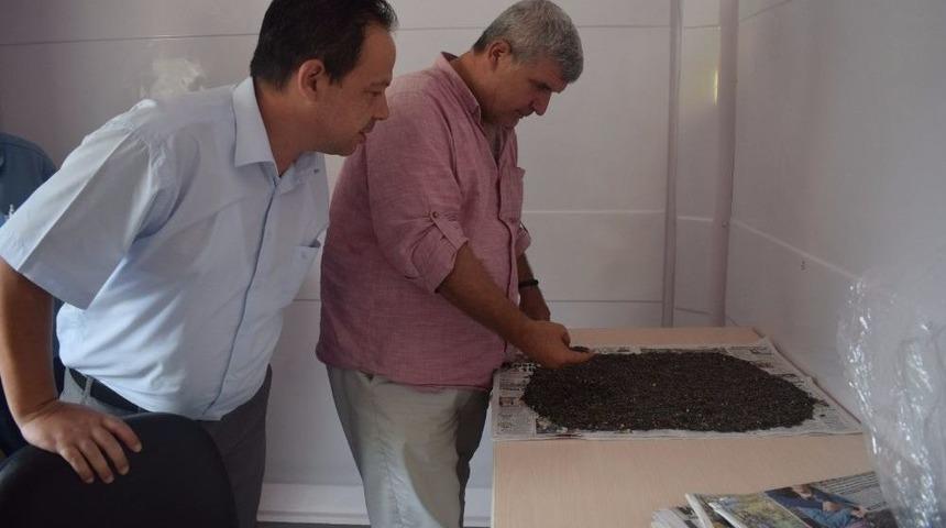 Biga’da Ayçiçeği Alımı Başladı