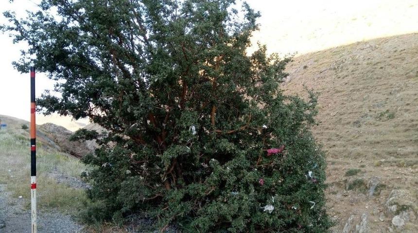 Dağ Başındaki Ağacı Dilek Ağacına &Ccedil;evirdiler