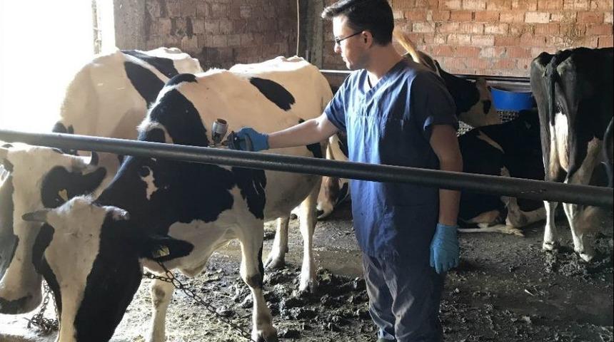 Kırklareli&rsquo;de B&uuml;y&uuml;kbaş Şap Aşılama Kampanyası