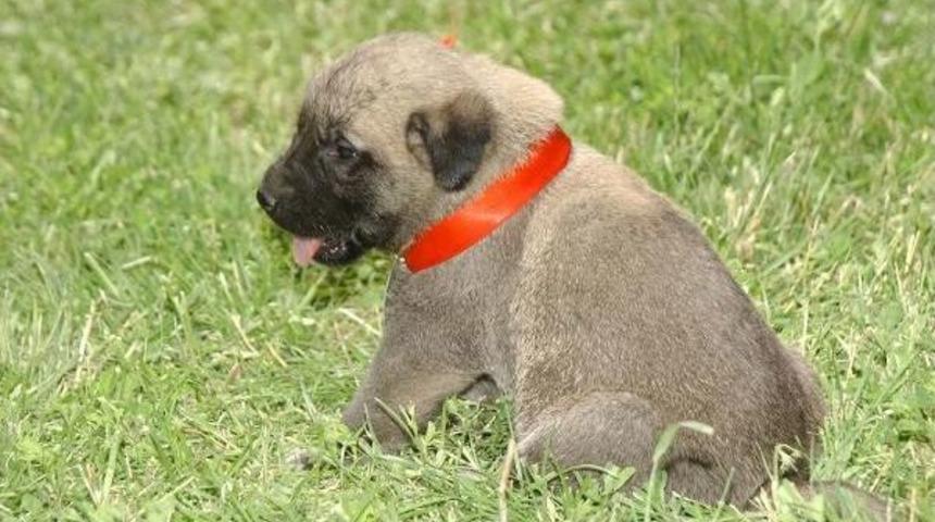 Kangal K&ouml;peğine 'tescil' Şoku