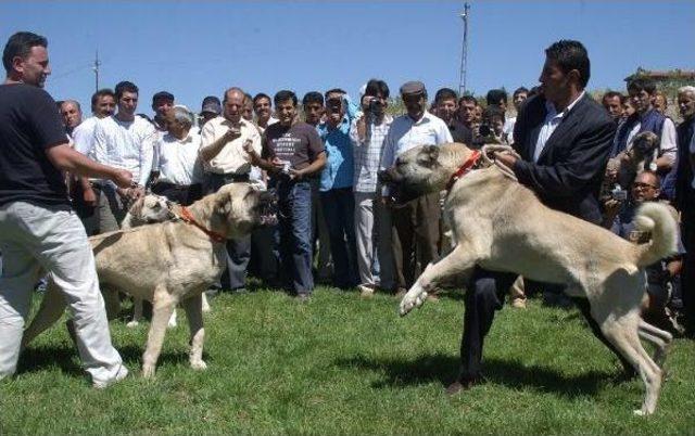 Kangal Köpeğine 'tescil' Şoku