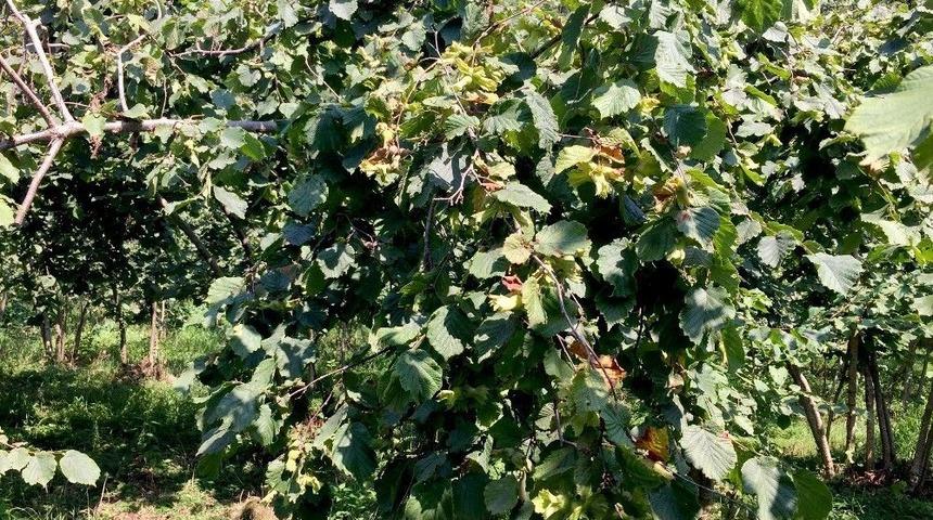 A&ccedil;ıklanmayan Fındık Rekoltesi Kafaları Karıştırdı