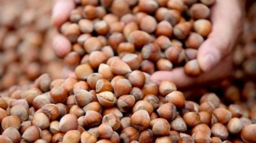 Serbest Piyasada Fındık Fiyatı 10 Liraya Dayandı