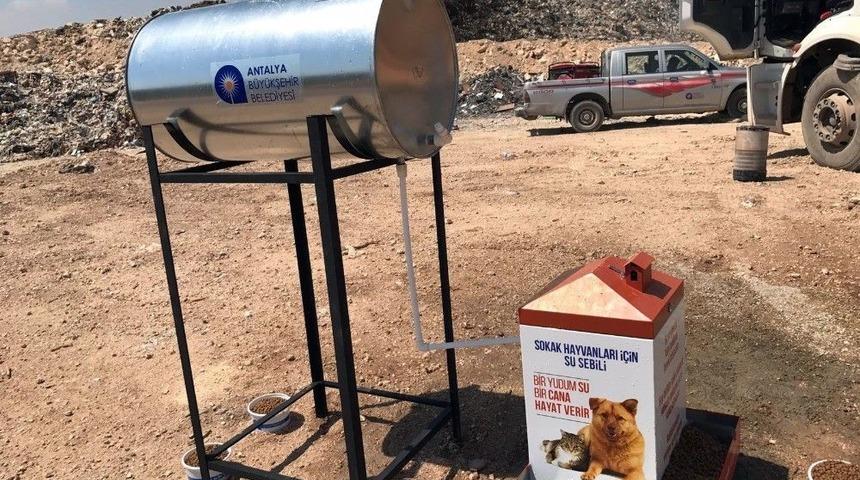 Belediyeden &Ccedil;&ouml;p Arıtma Tesislerinde Sokak Hayvanları İ&ccedil;in &Ouml;zel Beslenme Sistemi