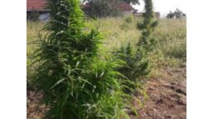 Iğdır&rsquo;da Hint Keneviri Ele Ge&ccedil;irildi