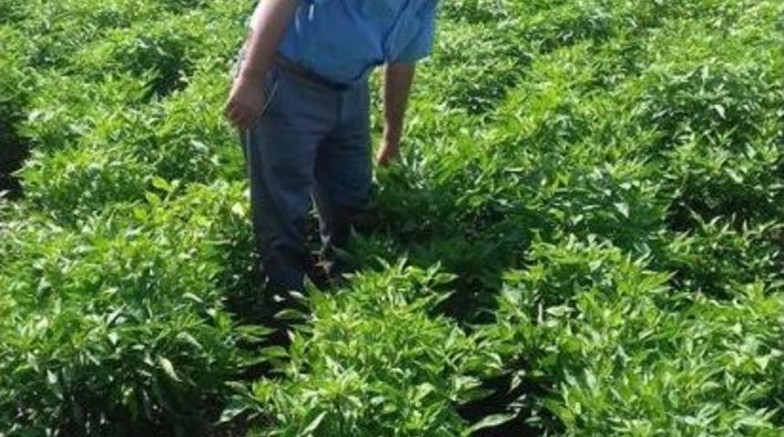 Yağmur Beklentisi &Ccedil;ift&ccedil;iyi Umutlandırdı