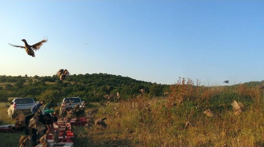 Edirne&rsquo;de 2 Bin 500 S&uuml;l&uuml;n Ve Keklik Doğaya Salındı