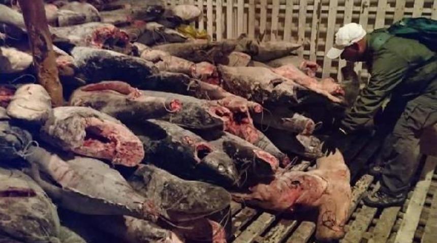 Galapagos A&ccedil;ıklarındaki Gemide Binlerce K&ouml;pekbalığı Bulundu