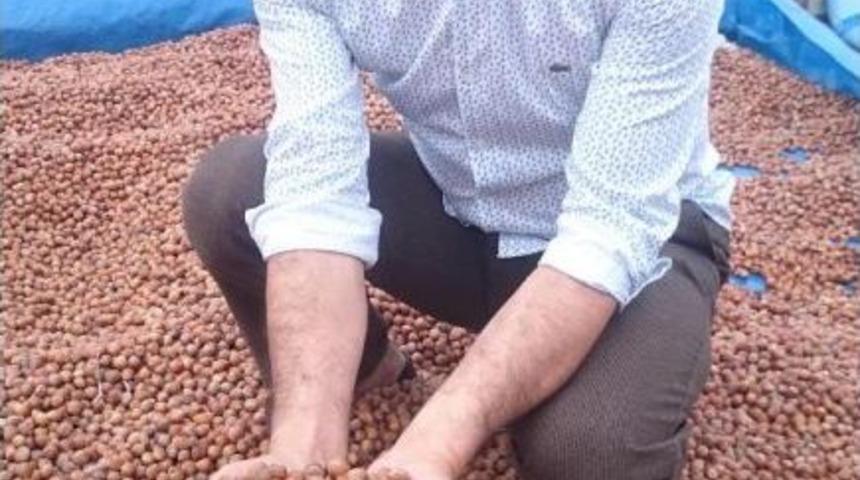 Fındık &Uuml;reticilerine 'tmo&rsquo;Yu Bekleyin' Tavsiyesi