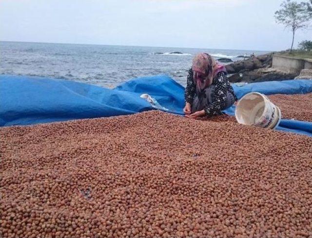 Fındık Üreticilerine 'tmo’Yu Bekleyin' Tavsiyesi