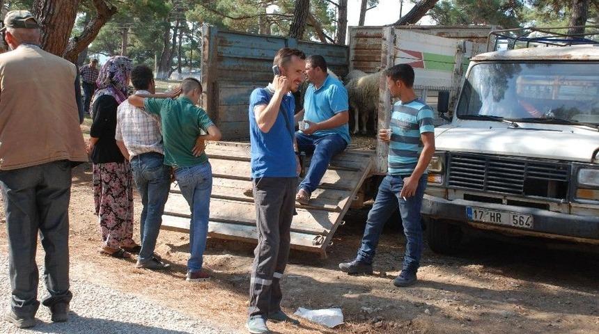 Kurbanlıklar G&ouml;r&uuml;c&uuml;ye &Ccedil;ıktı