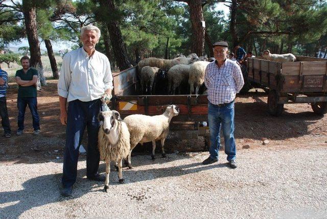 Kurbanlıklar Görücüye Çıktı