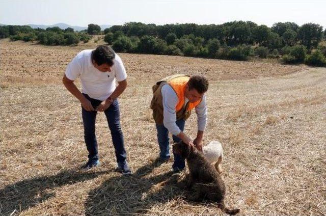 Edirne'deki Merada Ilk Kez 'trüf' Mantarı Arandı