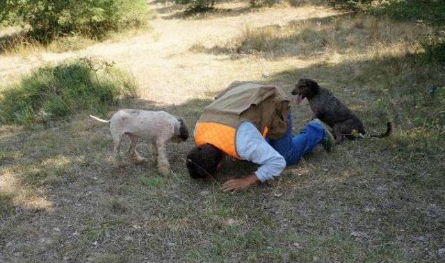 Edirne'deki Merada Ilk Kez 'trüf' Mantarı Arandı