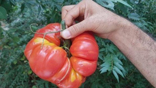 Suşehri'nde 1 Kilo 200 Gramlık 'dev' Domates
