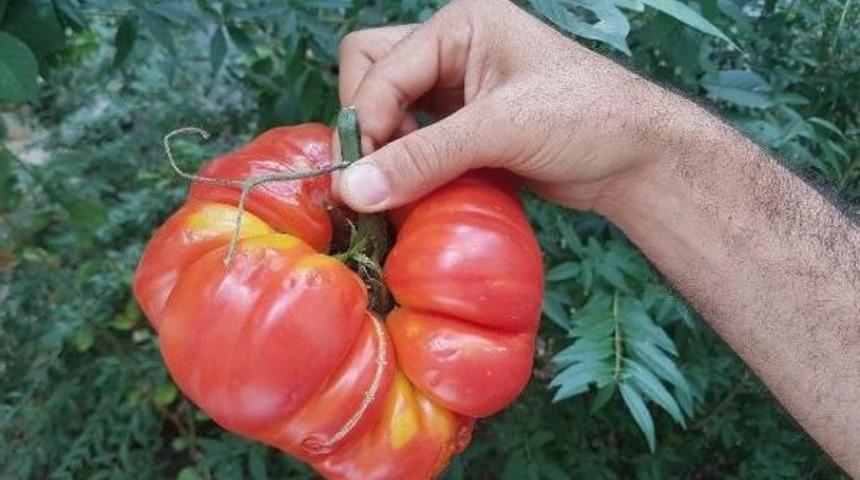Suşehri'nde 1 Kilo 200 Gramlık 'dev' Domates