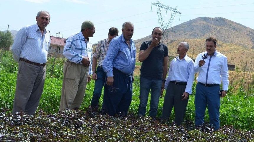 Bitlis&rsquo;te &lsquo;yerli Tohum Projesi&rsquo; Hayata Ge&ccedil;irildi