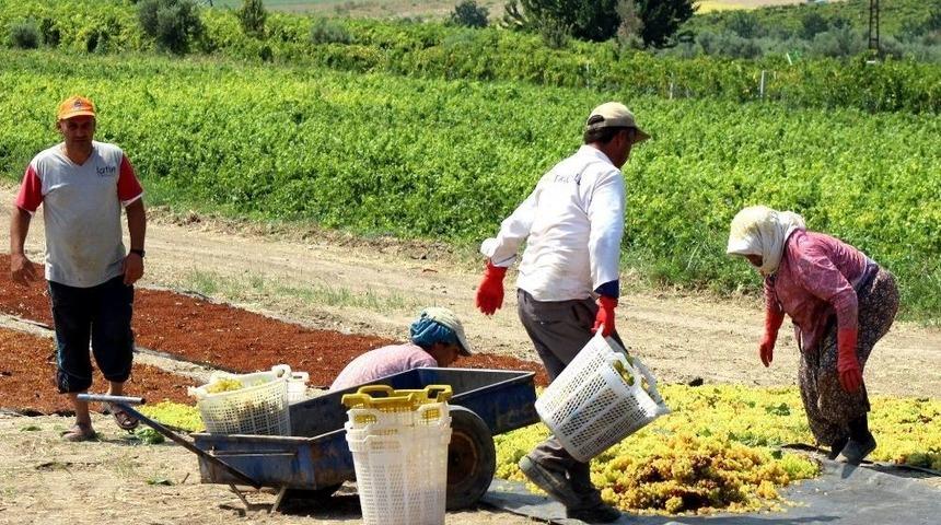 Üzüm Üreticisine ’erken Hasat’ Uyarısı