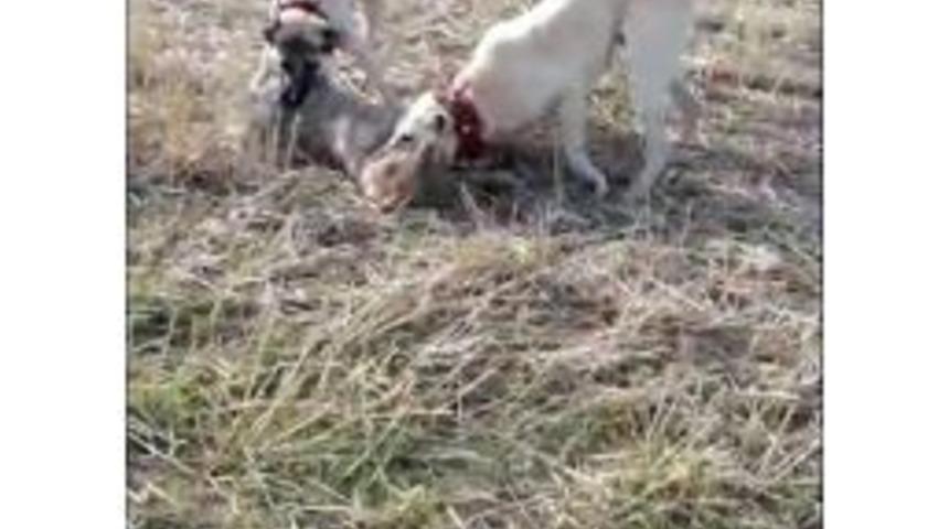 Koyun S&uuml;r&uuml;s&uuml;ne Saldıran Kurdu &Ccedil;oban K&ouml;pekleri Yakaladı