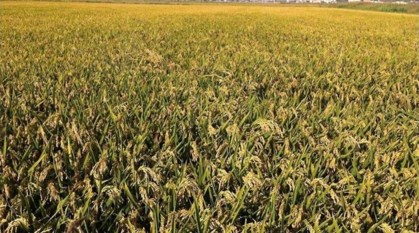 &Ccedil;eltik Maliyet Raporu Hazırlandı, Son S&ouml;z&uuml; Bakanlık S&ouml;yleyecek